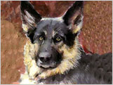 pet portrait