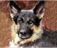 Pet Portraits