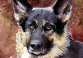 dog portrait