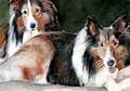 dogs