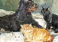 dogs & cats