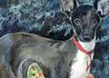 dog portrait