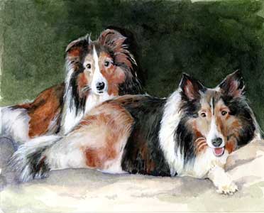 shelties