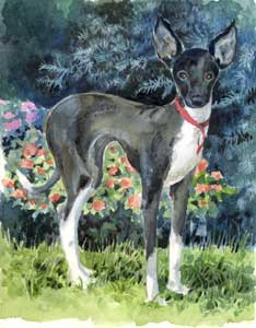 miniature greyhound