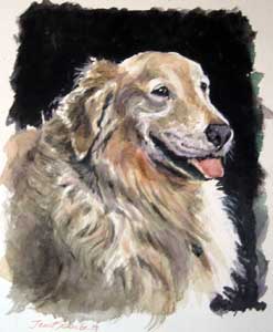 golden retriever